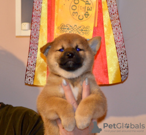 Photo №4. Je vais vendre shiba en ville de Nizhny Novgorod. annonce privée, de la fourrière, éleveur - prix - négocié