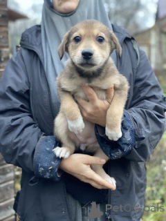 Photo №4. Je vais vendre  en ville de Rivière moscou. annonce privée - prix - 0€