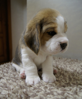 Photo №4. Je vais vendre beagle en ville de Lipetsk. éleveur - prix - Négocié