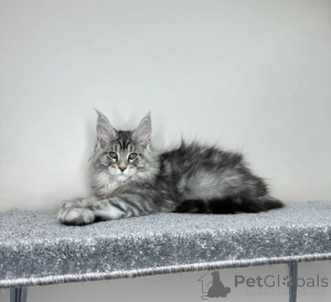 Photo №2 de l'annonce № 163713 de la vente maine coon - acheter à Allemagne éleveur