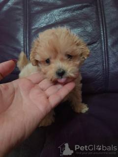 Photo №3. Chiots Maltipoo. Serbie