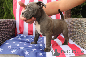 Photos supplémentaires: American Bully Pocket ABKC GrChampions