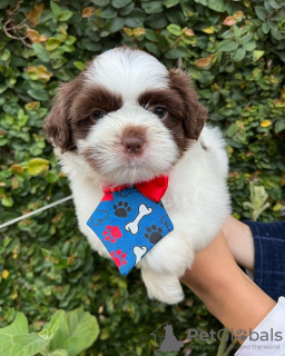 Photo №2 de l'annonce № 44109 de la vente shih tzu - acheter à Allemagne éleveur