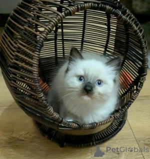 Photo №1. ragdoll - à vendre en ville de Desuu-roxlau | 350€ | Annonce № 178058