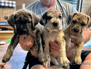 Photo №1. cane corso - à vendre en ville de Aalborg | 1€ | Annonce №173408
