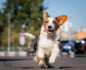 Photos supplémentaires: Welsh Corgi Cardigan, chiot