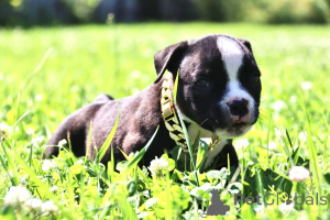 Photo №4. Je vais vendre american bully en ville de Ramenskoye. de la fourrière - prix - 755€