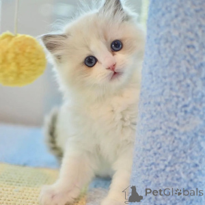 Photo №1. ragdoll - à vendre en ville de Varmaland | négocié | Annonce № 156263