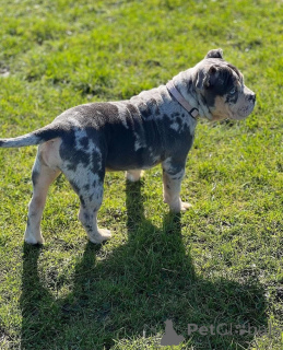 Photo №2 de l'annonce № 158588 de la vente american bully - acheter à La Grande-Bretagne annonce privée