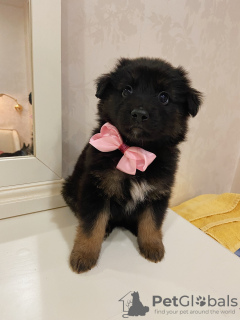 Photo №2 de l'annonce № 64123 de la vente chien bâtard - acheter à Fédération de Russie annonce privée