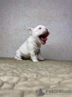 Photo №4. Je vais vendre bouledogue en ville de Москва. éleveur - prix - 4312€