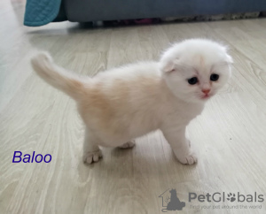 Photo №4. Je vais vendre scottish fold en ville de Tula. de la fourrière, éleveur - prix - 168€