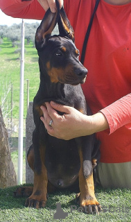 Photo №1. dobermann - à vendre en ville de Pescara | 2000€ | Annonce №138232
