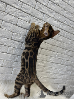 Photo №4. Je vais vendre bengal en ville de Miami. annonce privée, de la fourrière, éleveur - prix - négocié