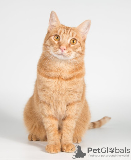 Photos supplémentaires: Jeune chat rouge Pelle.