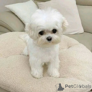 Photo №3. Rencontrez Luca, le petit gardien au cœur géant. Allemagne