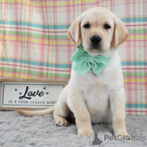 Photo №1. labrador retriever - à vendre en ville de Fracasse | 600€ | Annonce №172780