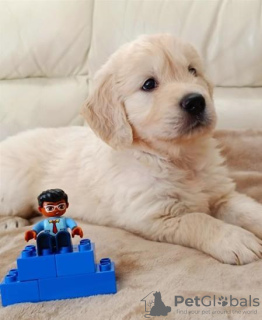 Photo №2 de l'annonce № 89555 de la vente golden retriever - acheter à Suède annonce privée