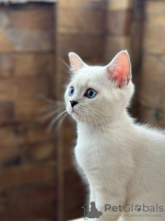 Photos supplémentaires: Garçon british shorthair aux yeux bleus