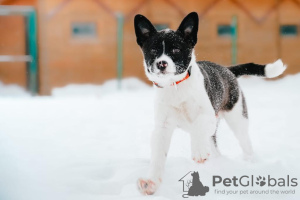 Photo №2 de l'annonce № 42113 de la vente chien bâtard - acheter à Fédération de Russie annonce privée