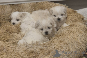 Photo №1. bichon maltais, maltipu - à vendre en ville de Atlanta | 379€ | Annonce №102542