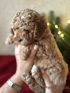 Photo №2 de l'annonce № 161954 de la vente maltipu - acheter à Fédération de Russie éleveur