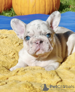 Photo №4. Je vais vendre bouledogue en ville de Лидс. annonce privée - prix - Gratuit