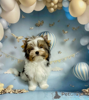 Photo №3. Victoria. Biélorussie