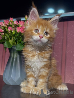 Photo №3. MaineCoonKätzchen. Allemagne