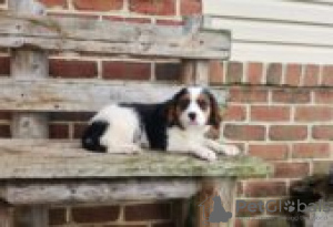 Photo №2 de l'annonce № 129097 de la vente bouvier bernois - acheter à La finlande éleveur