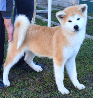 Photo №2 de l'annonce № 3760 de la vente akita (chien) - acheter à Fédération de Russie éleveur