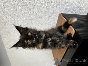 Photo №1. maine coon - à vendre en ville de Pyatigorsk | 970€ | Annonce № 155992