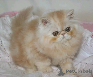 Photo №3. Munchkin-Kätzchen Zur Adoption Verfügbar. Allemagne