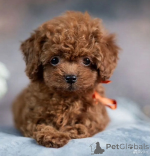 Photo №2 de l'annonce № 162516 de la vente maltipu - acheter à Allemagne 