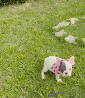 Photo №3. Chiot bouledogue français disponible à l'adoption. Allemagne