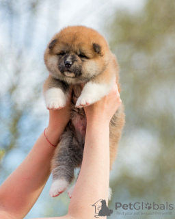 Photo №2 de l'annonce № 19600 de la vente akita (chien) - acheter à Biélorussie de la fourrière, éleveur