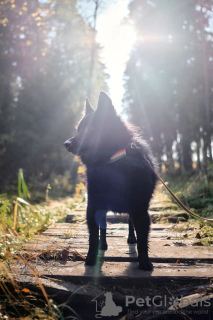 Photos supplémentaires: Schipperke Venya est à la recherche d'un logement.