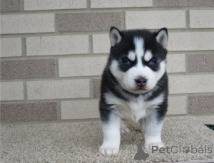 Photo №2 de l'annonce № 178118 de la vente husky de sibérie - acheter à La Slovénie 