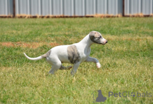 Photo №1. lévrier whippet - à vendre en ville de Malacca | 531€ | Annonce №145649