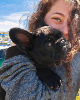 Photo №1. bouledogue - à vendre en ville de Wolfsburg | 360€ | Annonce №118288