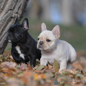 Photos supplémentaires: chiots bouledogue français en bonne santé