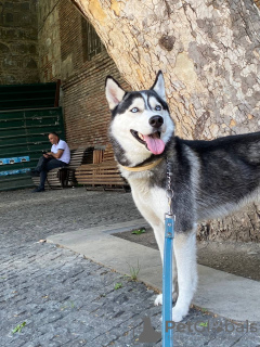 Photo №2 de l'annonce № 24922 de la vente husky de sibérie - acheter à Georgia annonce privée