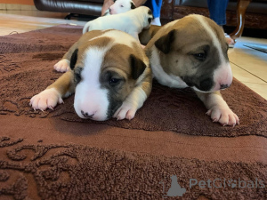 Photo №2 de l'annonce № 173378 de la vente bull terrier - acheter à Belgique 