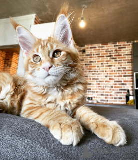 Photo №1. maine coon - à vendre en ville de Berlin | négocié | Annonce № 144961
