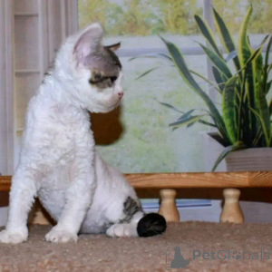 Photo №4. Je vais vendre devon rex en ville de Berlin. éleveur - prix - 500€