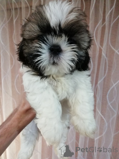 Photo №4. Je vais vendre lhassa apso, maltipu, spitz nain, caniche (jouet), shih tzu en ville de Tallinn. annonce privée, de la fourrière, de l'abri, éleveur - prix - 700€