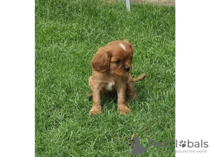 Photo №1. cavalier king charles spaniel - à vendre en ville de Regensburg | 450€ | Annonce №41662