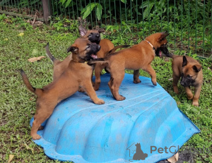 Photo №1. malinois - à vendre en ville de Tampere | négocié | Annonce №175136