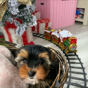 Photo №2 de l'annonce № 163972 de la vente yorkshire terrier - acheter à La finlande annonce privée, éleveur