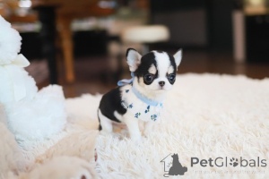 Photo №4. Je vais vendre chihuahua en ville de Cold Spring Harbour. éleveur - prix - négocié